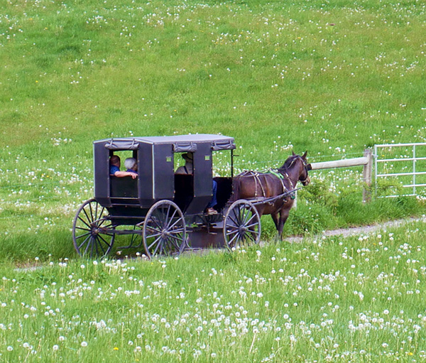 Amish village store buggy rides